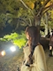 プロフィール写真2・れいら|HANABI・ハナビ - 銀座のガールズバー