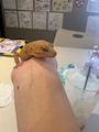 chiko