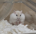 うらら