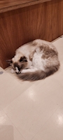 chiko