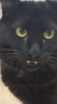 彩七