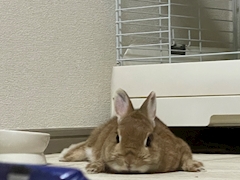 プロフィール写真1・めろん｜カラオケスナック 凛々・リリ - 中目黒のパブ/スナック