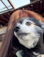 chiko