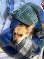 chiko
