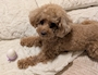 新着ブログ ゆで卵🥚🐶