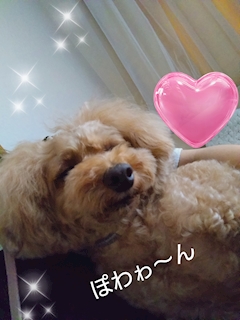 💋愛沢 ゆきの「🐶💤」