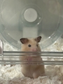chiko