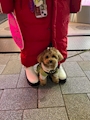 chiko