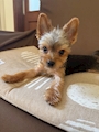 chiko