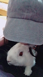 chiko