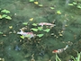 新着ブログ モネ