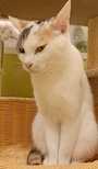 chiko