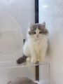 chiko