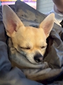 chiko