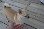 chiko