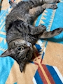 chiko
