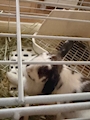 chiko