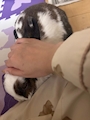 chiko