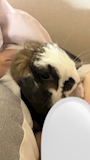 chiko