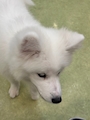chiko