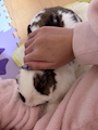 chiko