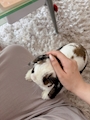 chiko
