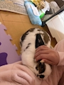 chiko