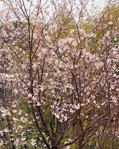 あや「春を感じるもの✨」