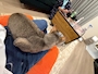chiko