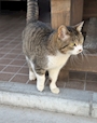 chiko
