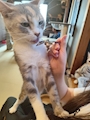 chiko