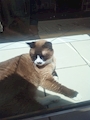 chiko