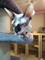 chiko