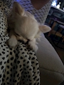 chiko