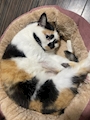 chiko