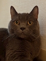 chiko