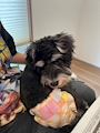 chiko