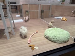 みゆ「ｺﾝﾊﾞﾝ٩(*°ㅁ°*)ﾉ ﾜｯ!!」