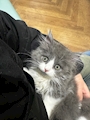 chiko