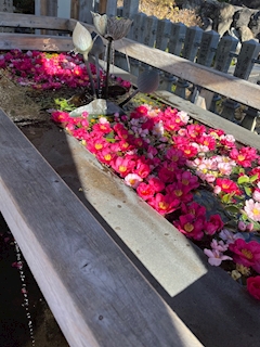 ゆり「⸜🌷︎⸝‍」