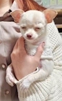 chiko