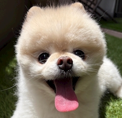 美しい