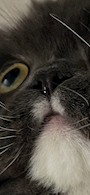 chiko