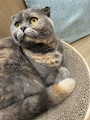 chiko