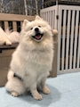 chiko