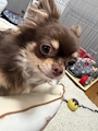 chiko