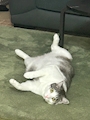 新着ブログ 🐈⸒⸒⸒⸒