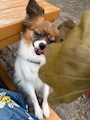 chiko