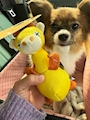 chiko