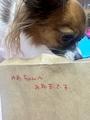 chiko